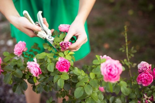 Professional pruning and crown maintenance for local trees