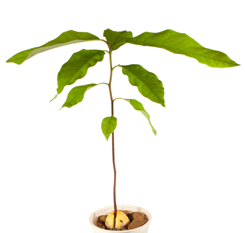 garden design Garden